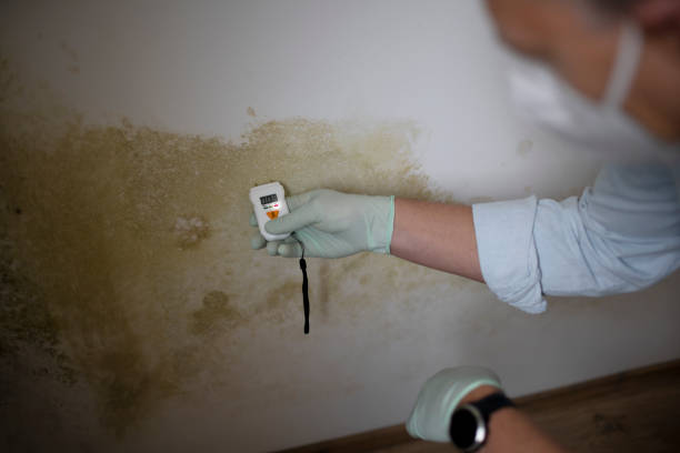 Best DIY Mold Remediation Support Services in Granville, OH