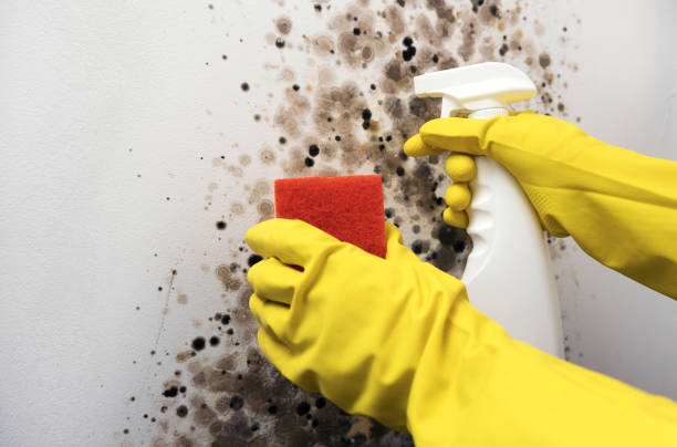 Best Residential Mold Remediation in Granville, OH