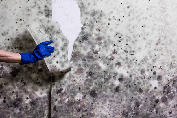 Best Post-Flood Mold Remediation in Granville, OH